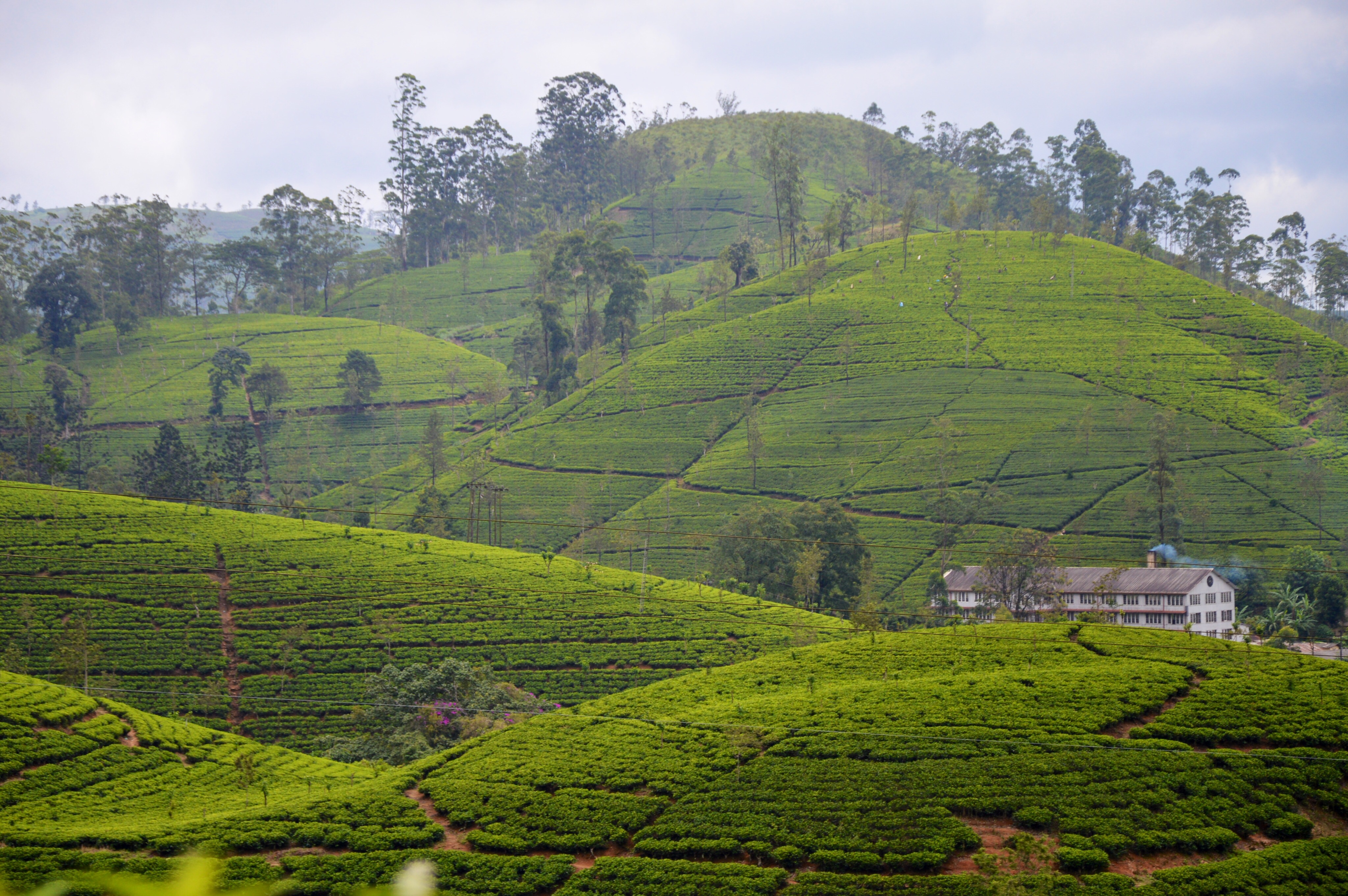 Бутан шри ланка шри ланка прогноз. Шри Ланка Цейлон. Горы чайные плантации Шри Ланка. Sri Lanka Цейлон. Хаттон Шри Ланка.